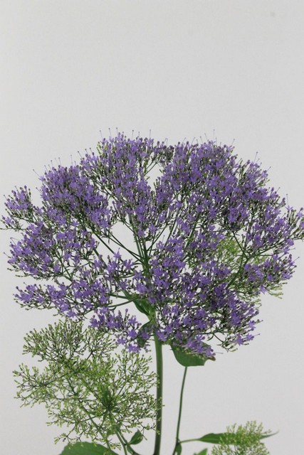 Trachelium Blue Lake Michigan 60cm