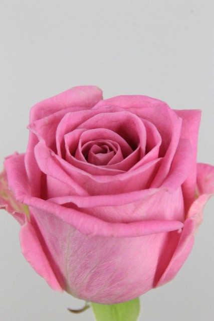 Rose Bg Aqua 60cm X10