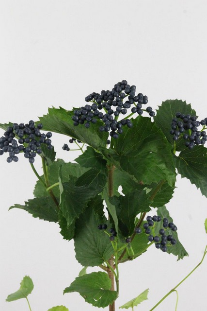 Viburnum Dark Blue Hermania 70cm
