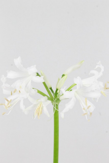 Nerine Bo Biancaneve 70cm