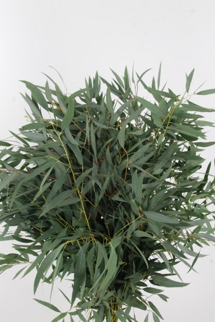 Eucalyptus Nicholii 300g