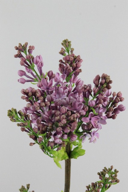 Lilac Dark Koster 60cm 4bl