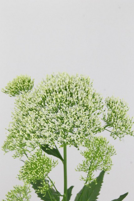 Trachelium White Lake Michigan 60cm