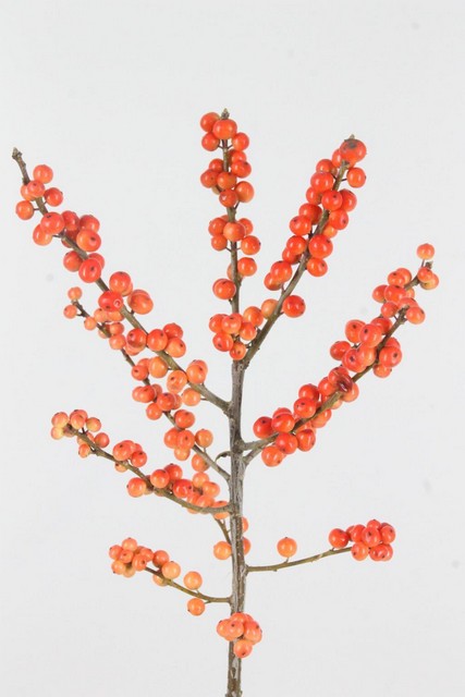 Ilex Vert Oudijks Orange 60cm
