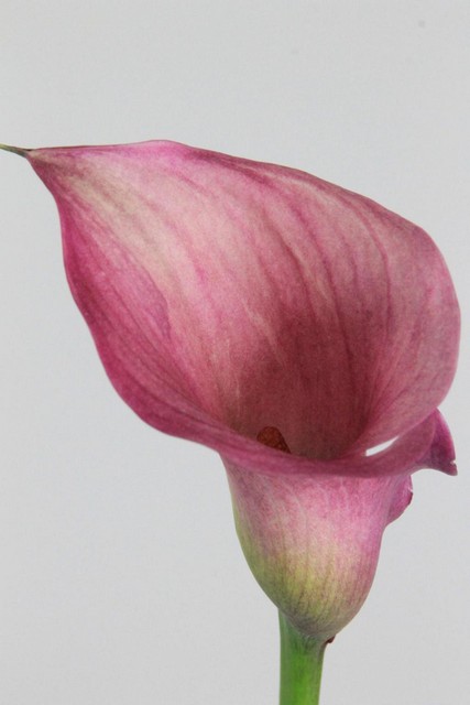 Calla Captain Romance 70cm