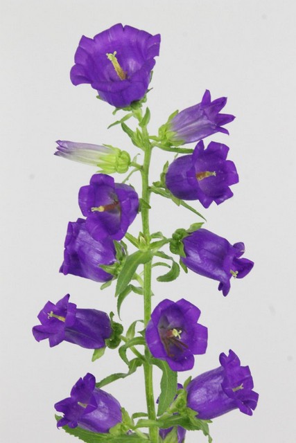 Campanula Medium Champion Blue 70cm