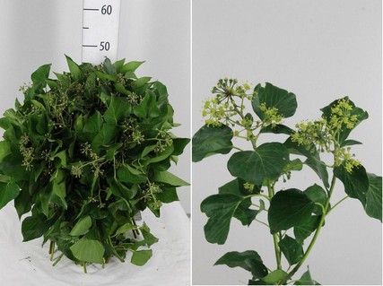 Ivy Green Per Pack 55cm