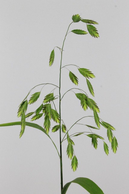 Chasmanthium Latifolium 70cm