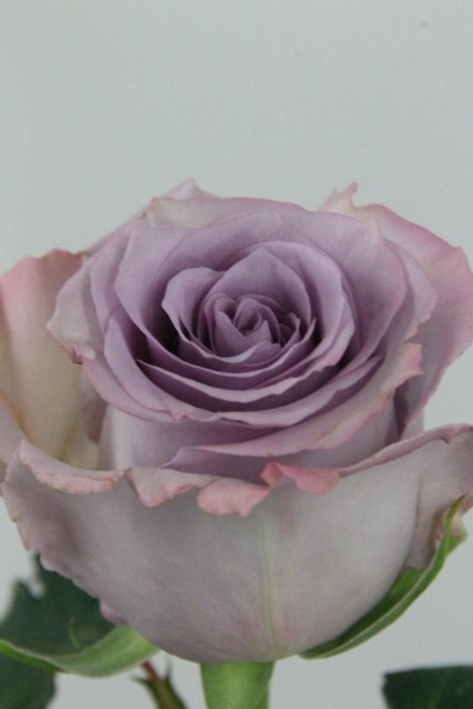 Rose Ec Ocean Song 60cm