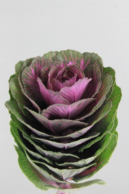 Brassica Red Crane 60cm