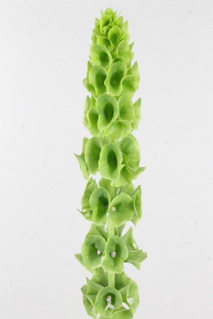 Molucella 80cm
