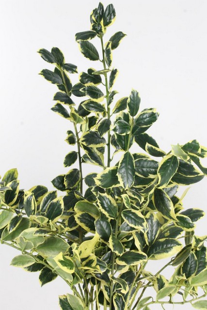 Ilex Holly Variegated Per Bunch 60cm 200g