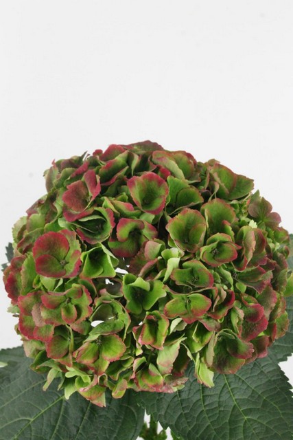 Hydrangea Opal Classic 60cm Ø16cm