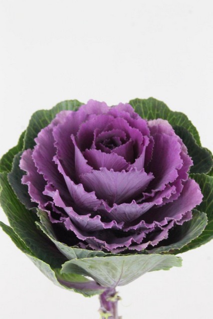 Brassica Rose Crane 60cm