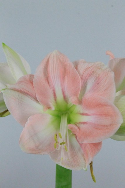 Amaryllis Ga Darling X10 75cm