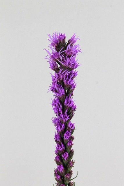 Liatris Callilepis 80cm