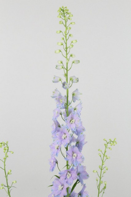 Delphinium El Guard Lavender 80cm