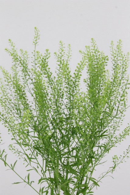 Lepidium Green Bell 70cm