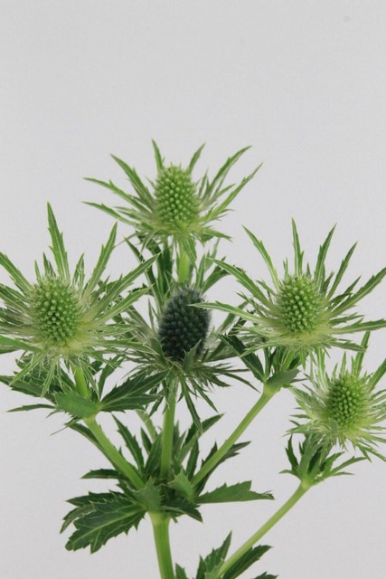 Eryngium Sirius 50cm