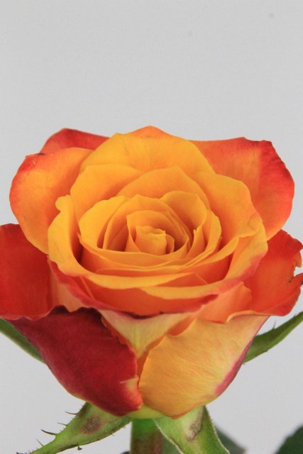 Rose Bg Mariyo 70cm X10