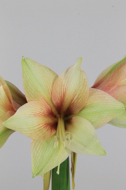 Amaryllis Ga Mocca 4fl X12 75cm