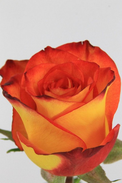 Rose Bg High Magic 70cm X10