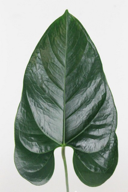 Anthurium Leaf Iia