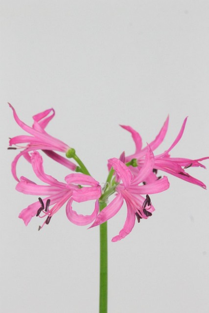 Nerine Bo Ras Van Roon 70cm