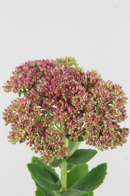 Sedum Spectabile Rose 55cm