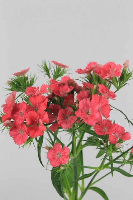 Sweet William Will Coral 60cm