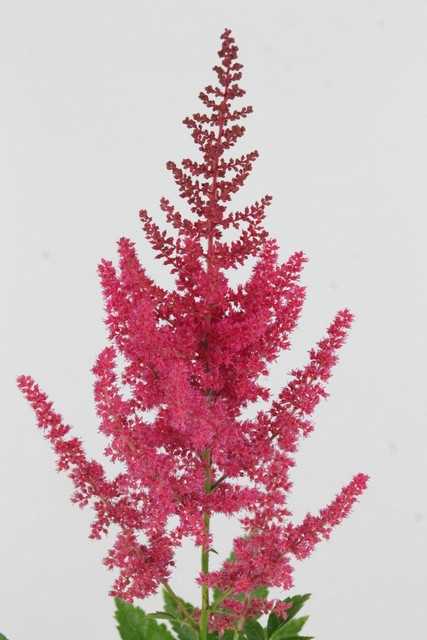 Astilbe Else Schluck 60cm