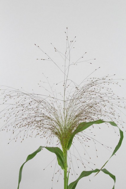 Panicum Firework