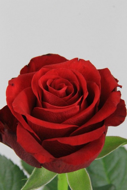 Rose Bg Red Ribbon 50cm X10
