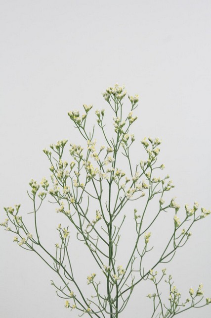 Limonium White Lace 80cm
