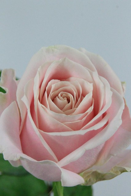 Rose Bg Sweet Avalanche 60cm X10