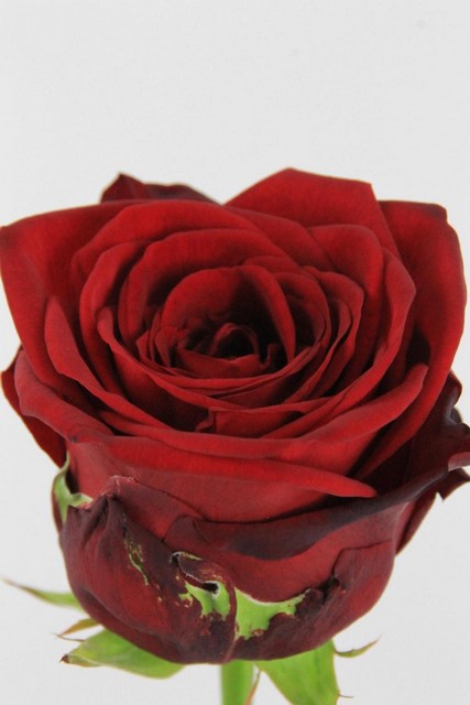 Rose Bg Red Naomi 70cm
