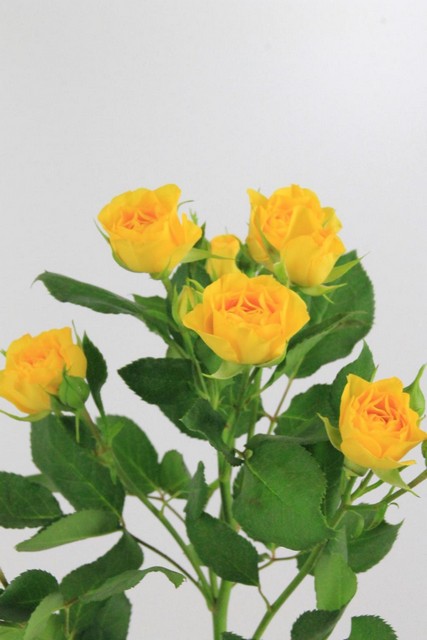 Rose Spr Yellow Babe 50cm X10