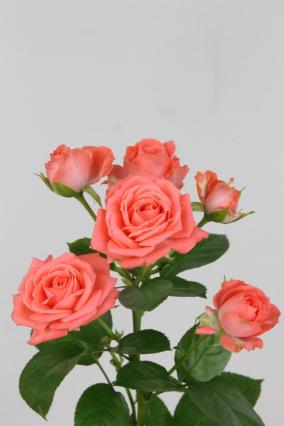 Rose Spr Barbados 60cm X10
