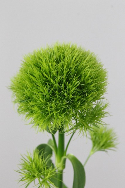 Sweet William Green Trick 55cm