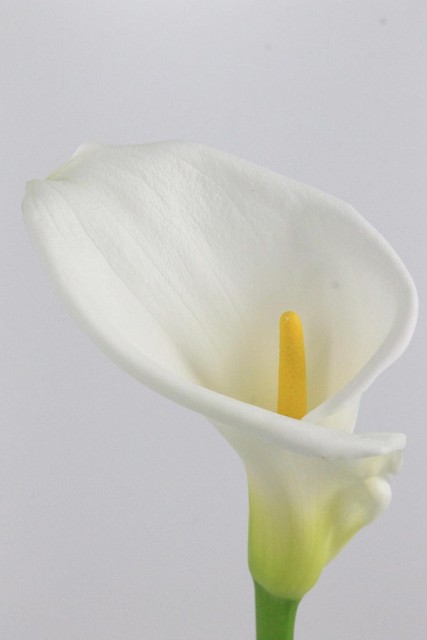 Calla Colombe De La Paix 90cm
