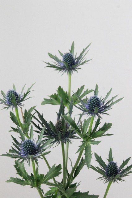 Eryngium Orion 70cm