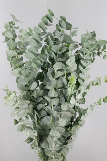 Eucalyptus Cinerea 400g