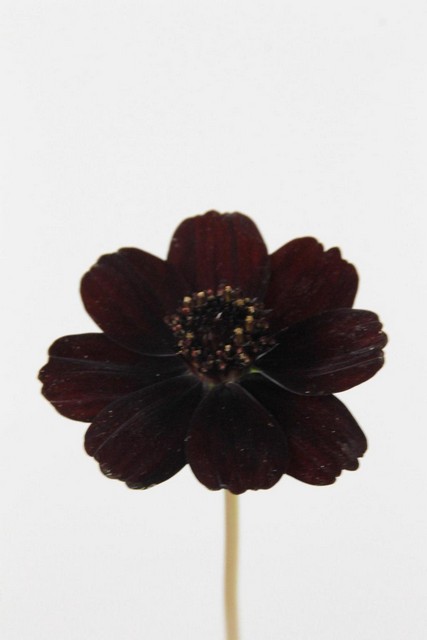 Cosmos Black Beauty 50cm