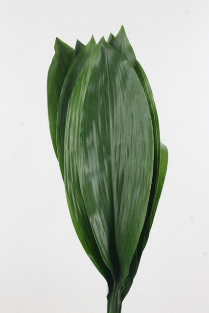 Aspidistra Elatior Per Bunch 60cm
