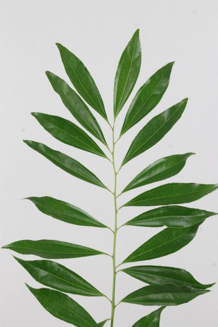 Cocculus Laurifolius 80cm