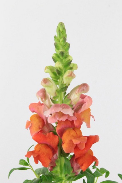 Snapdragon Potomac Dark Orange 70cm