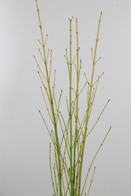 Cornus Flaviramea Green 120cm