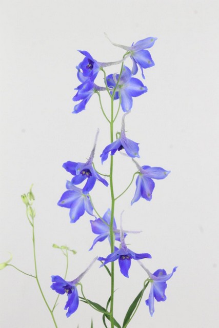 Delphinium Bd Volkerfrieden 80cm