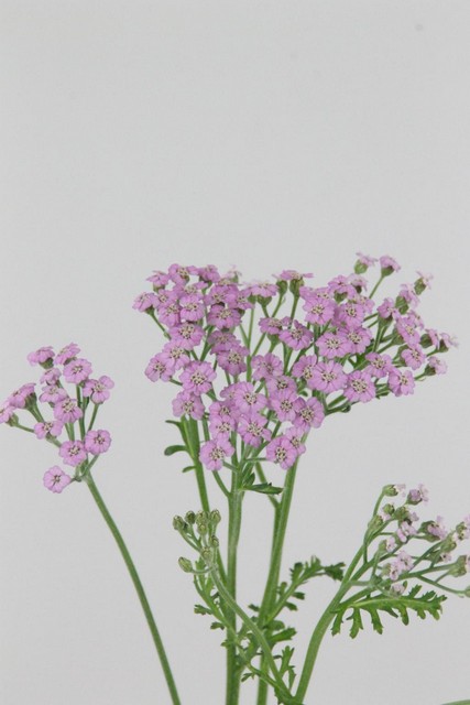 Achillea Lilac Beauty 55cm