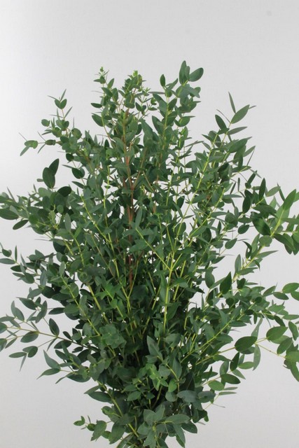 Eucalyptus Parvifolia 300g 70cm